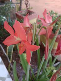Image result for Hippeastrum puniceum