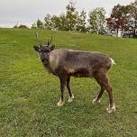 Beasts & Beer: Reindeer Realities – Life Beyond the Myths
