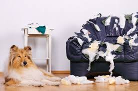 Home Pet Hooligans Shetland Sheepdog Puppies Sheep Dog Puppy Shetland Sheepdog Blue Merle