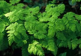 Image result for Gymnosporia oxycarpa