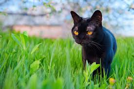 It is a long hair with a soft undercoat that comes in black color. 8 Black Cat Breeds