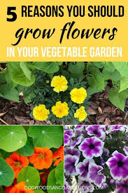Flowers to plant in vegetable garden. Growing Flowers In The Vegetable Garden Dogwoods Dandelions