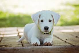 Check spelling or type a new query. Dogs For Sale Online Perth Handy Guide West Coast Pet Care Centre