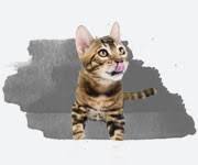 This meek and obedient house cat has a quite boisterous personality. Bengal Kittens Cats For Sale Near Me Wild Sweet Bengals