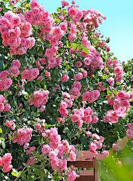 Large flowered climbing rose 'coral dawn'. Rosa Coral Dawn Climbing Roses Climbing Rose Plants Climbing Plants