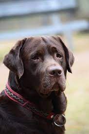 I Prefer English Labs Thick Blocky Stockier Than The Slender Labrador Retriever Labrador Chocolate Labrador Retriever