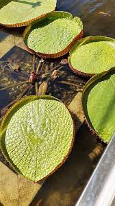 L'occitane au brésil vitória régia flor do dia. Vitoria Regia Picture Of Vitoria Regia Hotel Porto Seguro Tripadvisor
