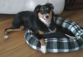 Despite it's name, the australian shepherd originated in the western u.s., not australia! Border Aussie Dog Breed Information And Pictures