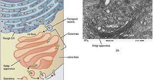 Golgi Apparatus Definition Morphology Protein Transport And Processing Organelles Anatomy And Physiology Plasma Membrane