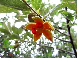 Image result for Kiggelaria africana