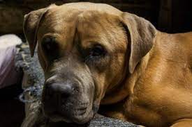 What are symptoms of anemia in dogs? How To Treat Anemia In Dogs Greensboro Vet