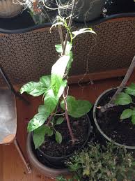 Passion fruit flower and green fruit. Anyone Has Tried To Plant Passion Fruit Vines In Containers Urban Forum At Permies