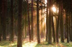 Балтийский лес Калининградская область, Россия, фотография, пейзаж, лесной  пейзаж, лето, солнце, Природа, длиннопост | Tree, Plants, Tree trunk