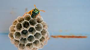 Inman murphy termite and pest control the midb is working to develop a 4 acre site for inman murphy termite and pest control along veterans parkway. How To Get Rid Of Wasps And What To Do If You Find A Nest Realtor Com