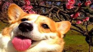 news videos more watch funny videos 10 funniest corgi videos 2 funny videos music videos news check more at http rockstarseo ca watch funny video
