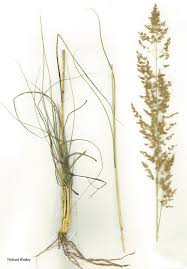 Image result for Eragrostis gummiflua