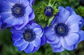 Rare And Beautiful Flowers Of The Himalayas Procaffenation In 2021 Anemone Flower Anemone Beautiful Flowers