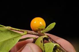 Image result for Diospyros ferrea