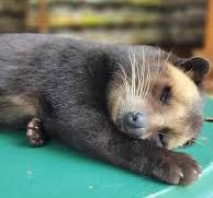 I tried that famous Luwak coffee… Honestly, I was ignoring ...