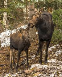 Moose Cameron Hill Mountainwestphoto On Instagram Majestic Animals Moose Animals Wild