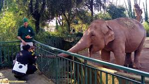 Cosa Fare A Roma Coi Bambini Il Bioparco Di Roma Patatofriendly