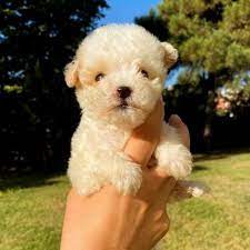 teacup sirin kopek poodle kopek yavru kopek