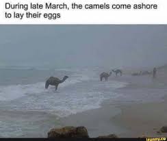 While the platypus lays eggs, most mammals don't. During Late March The Camels Come Ashore To Lay Their Eggs Ifunny Memes Ashore Camels