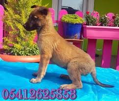 Belcika Malinois Yavrulari Belcika Malinois Malinois Belcika