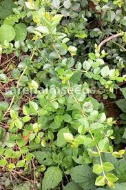 Image result for Carissa bispinosa