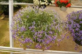 Ideal for planting between paving stones. Plantfiles Pictures Isotoma Blue Star Creeper Laurentia Rock Isotome Beth S Blue Isotoma Axillaris By Daylilyslp