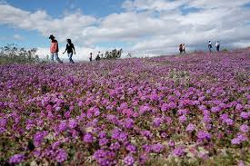 Tourist can enjoy hillsides of colorful giant ranunculus flowers during the annual bloom that runs march through mid may. Tens Of Thousands Converge On California Poppy Apocalypse Hawaii Tribune Herald