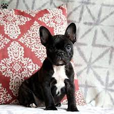 In the nineteenth century, the bulldog was fairly popular in england, especially around nottingham. Puppies For Sale In Pa