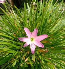 Image result for Zephyranthes minuta