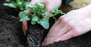 Whether you're rearranging the garden or starting with plants from a garden shop, the basic steps of transplanting are the same. Garden Ready Plants Thompson Morgan