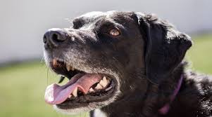 We did not find results for: Border Collie Lab Mix Borador Breed Info With Pictures