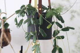 The flower's surface fuzzy beacuse it is. Hoya Rotundiflora Hoya Rotundiflora House Plants Indoor Plants