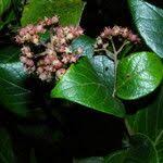 Image result for Rogiera amoena