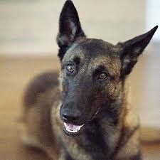 Dita The Hair Missile War Dogs Belgian Malinois Malinois