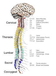 This diagram depicts anatomy female 1024×1111 with parts and labels. How The Spinal Cord Works Reeve Foundation