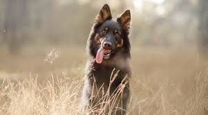 Check spelling or type a new query. German Shepherd Dog 101 Breed Information Traits Facts Pictures