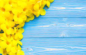 Find the best yellow and blue wallpaper on getwallpapers. Wallpaper Flowers Yellow Yellow Wood Blue Flowers Tropical Tropical Images For Desktop Section Cvety Download