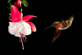 Vining plants that are perennials provide vertical feeding spaces that are out of the way of predatory animals and keep the birds at eye level. 15 Red Hummingbird Flowers To Add To Your Organic Garden