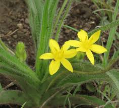 Image result for Hypoxis