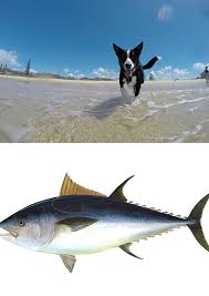 Is tuna bad for dogs? Can Dogs Eat Tuna Is Tuna Good For Dog Petsynse
