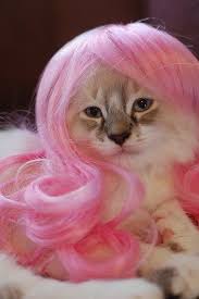 Pin On Animals And Pets