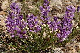 Image result for Polygala marensis