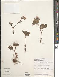 Image result for Begonia princeae