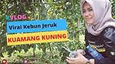 Harga tiket masuk tersebut sudah termasuk asuransi dan juga biaya parkir, jadi kamu tidak perlu membayar maka sebagian besar kebun jeruk tersebut ditebang dan hanya disisahkan sedikit saja dan yang ada. Wisata Kebun Jeruk Kolam Renang Aik Bukaq Youtube