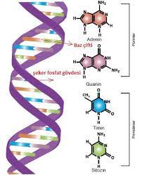 8 sinif sdr dikey yayincilik fen bilimleri ders kitabi 2 unite cevaplari cevabiniz burda