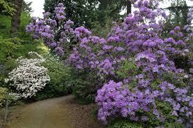 Rhododendron Species Botanical Garden Federal Way 2018 All You Need To Know Before You Go With Photos Tripadvi Rhododendron Botanical Gardens Botanical